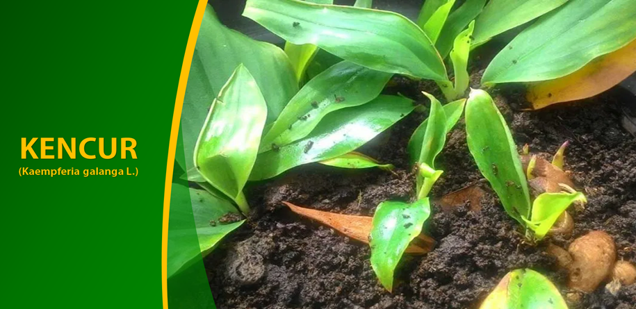 Nyeri Sendi Hilang dengan Kencur